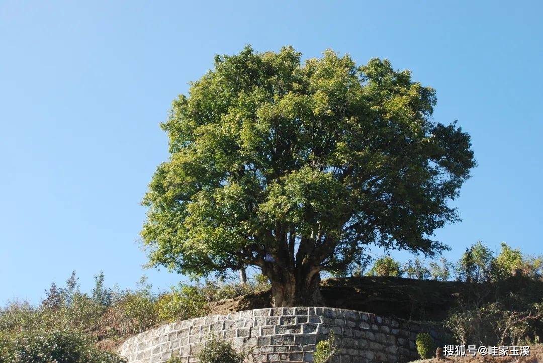 锦绣千年巍然屹立大理白族自治州大理市银桥镇双阳村无为寺古软叶杉木