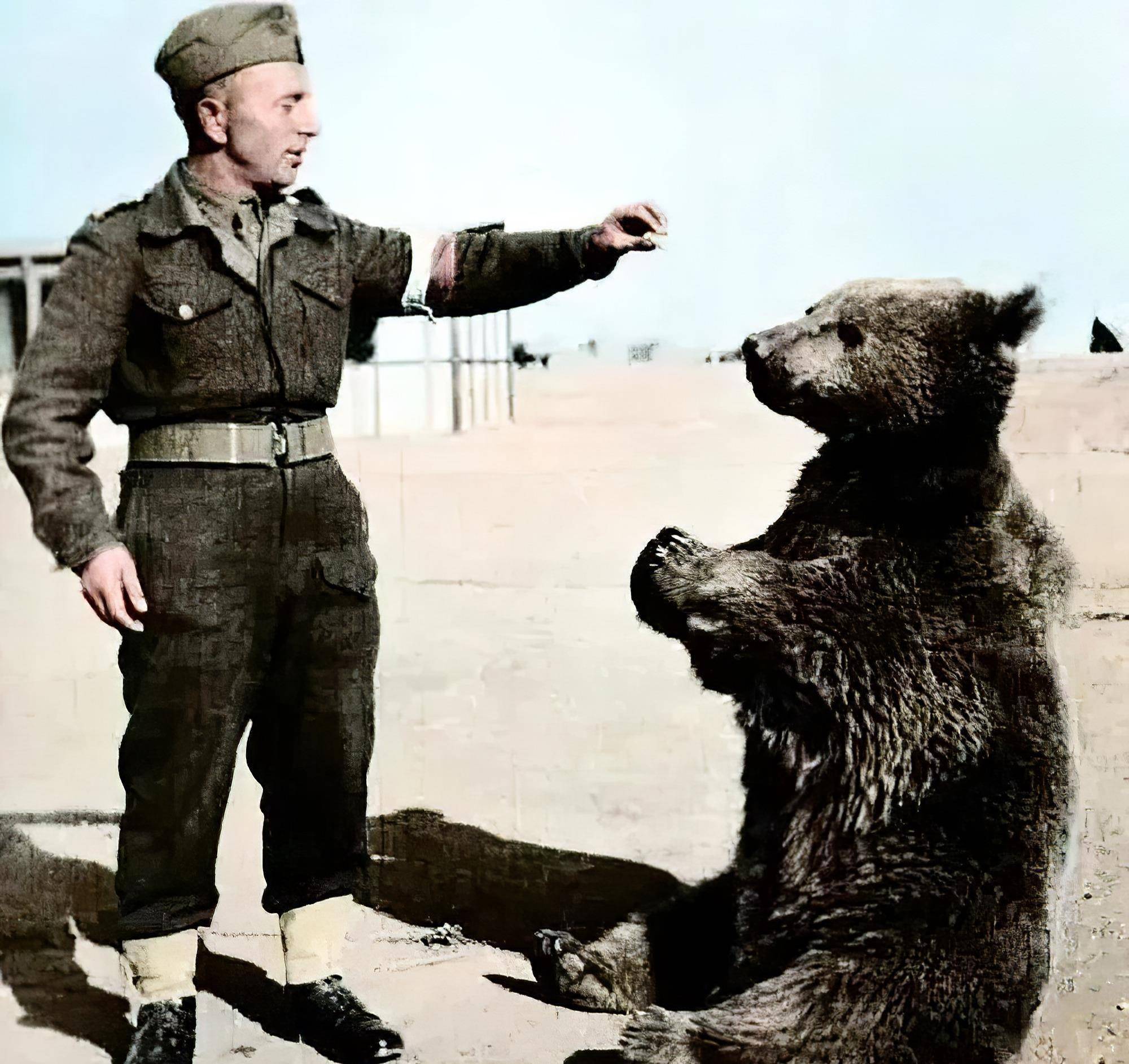 佛伊泰克世界上唯一参加过二战的熊还被拍成了纪录片