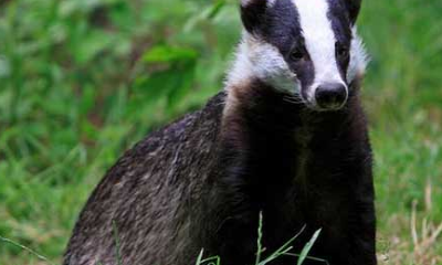 原创非洲动物狗獾有着非常可爱的外表但是战斗力很强悍