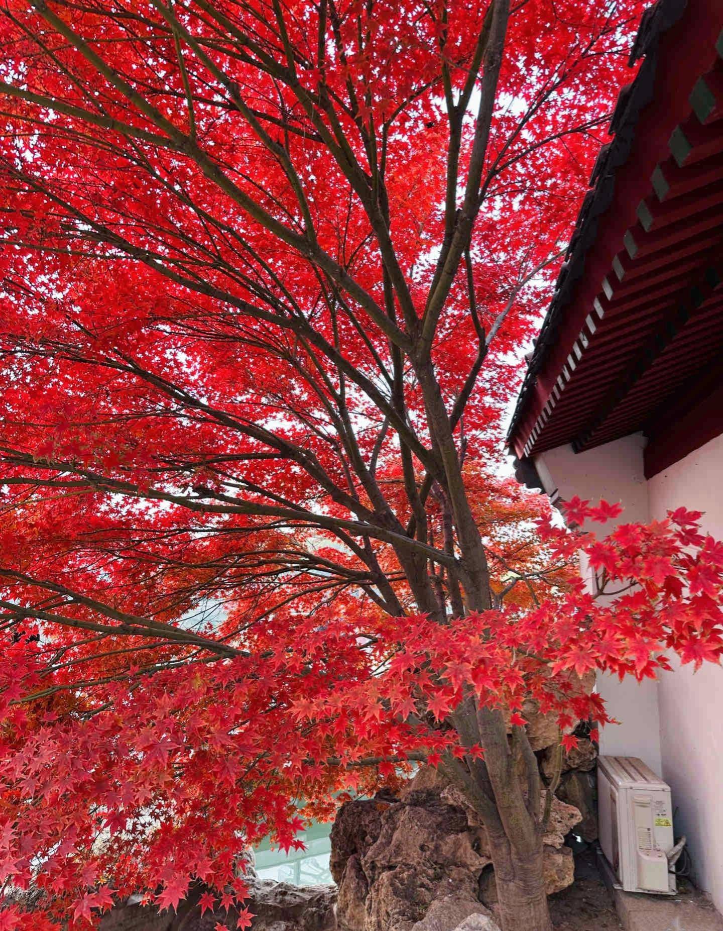 北京最红的红枫树在哪里_www_html_http