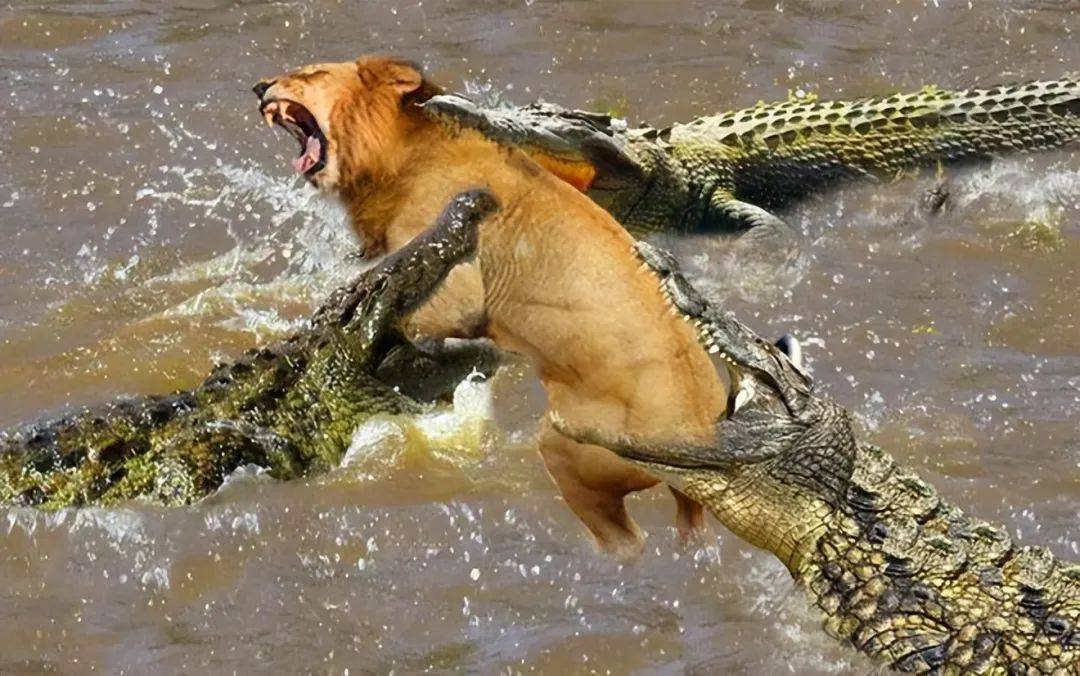 陆地王者狮子vs水中霸主鳄鱼,胜者终为谁?揭秘数千年之争