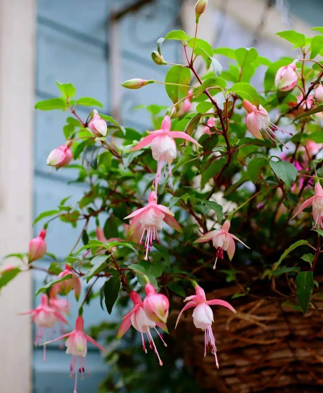 又贵又难养的6种花_倒挂金钟_叶片_植物