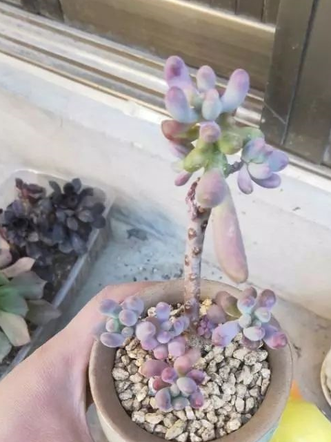 原创养多肉两年来依旧是个小白