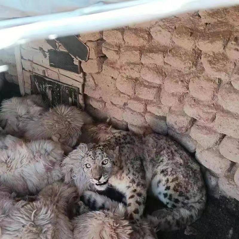 原创西藏那曲一雪豹突袭羊圈致42只羊死亡派出所已帮牧民启动理赔