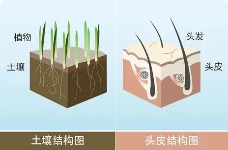 有植介:了解头皮健康,掌握养发四大关键