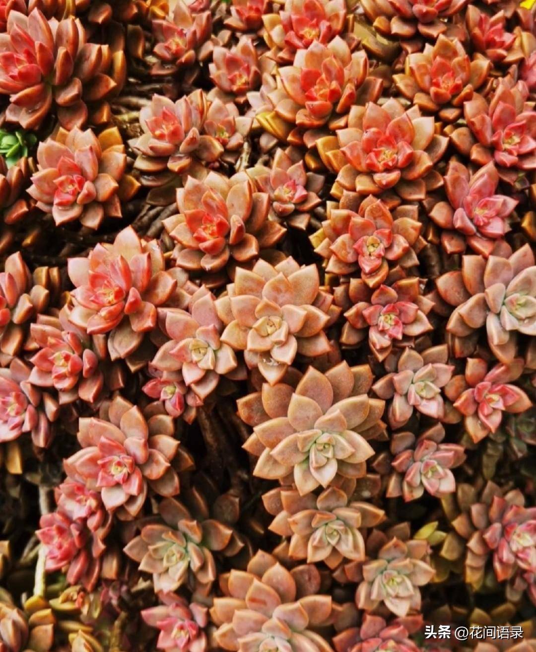 姬胧月胧月属于原生型景天科拟石莲属多肉,它是多肉里的老祖宗,生性