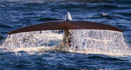 原创清朝一条海鳅搁浅当地村民纷纷去割肉想不到几百人被活活压死