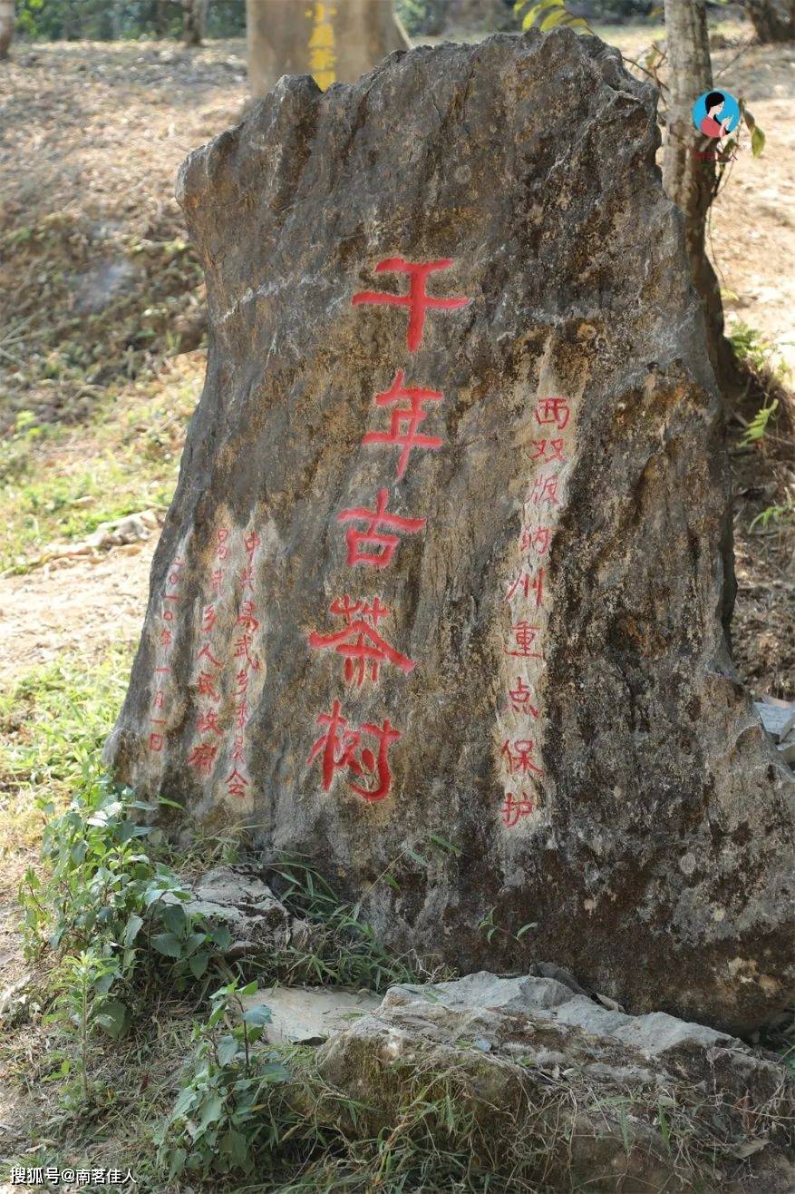 易武茶区的五大茶山图片