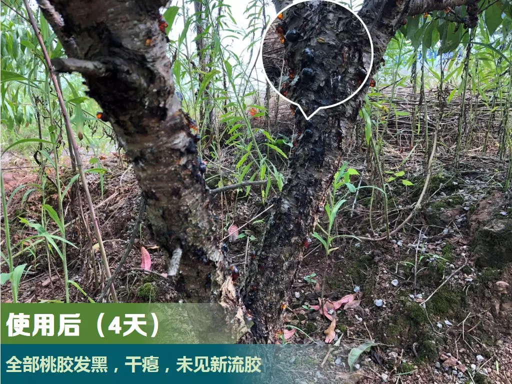 竞双ce大蒜素从大蒜中提取的这种物质可防治桃树流胶病