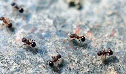 原创古时候这位将军在如厕时看到一群蚂蚁立刻下令快撤违令者斩