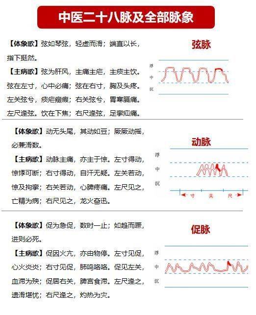 弦细脉图片