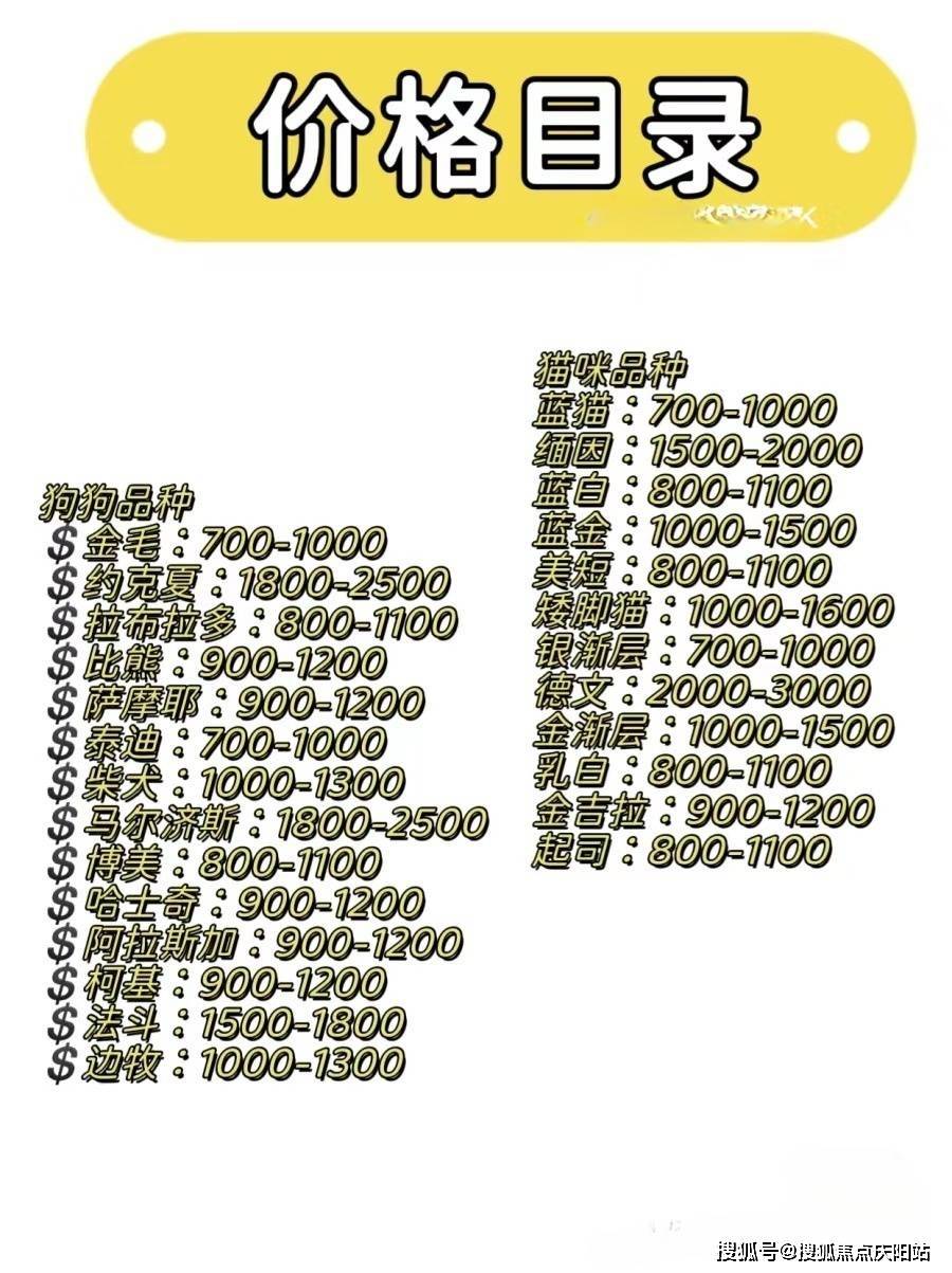 上海這裡比熊購買的絕佳去處您可以親臨實體店挑選心儀的寵物哦