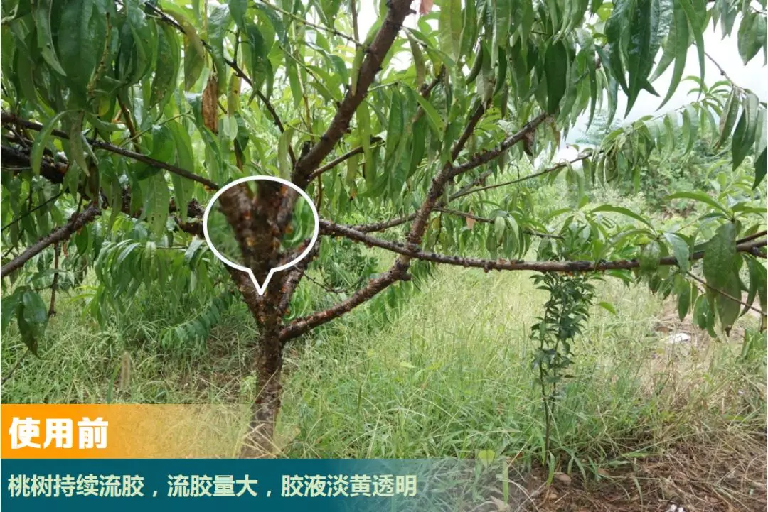 竞双ce大蒜素从大蒜中提取的这种物质可防治桃树流胶病