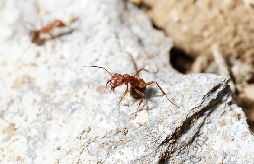 消灭红火蚁的方法有哪些