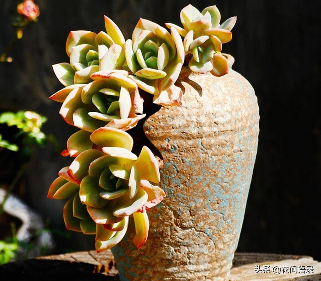 这些多肉价格便宜又好看