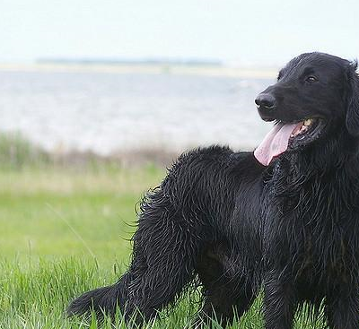卷毛寻回犬卷毛寻回犬和平毛寻回犬被认为是英国最好的两种猎犬,无论