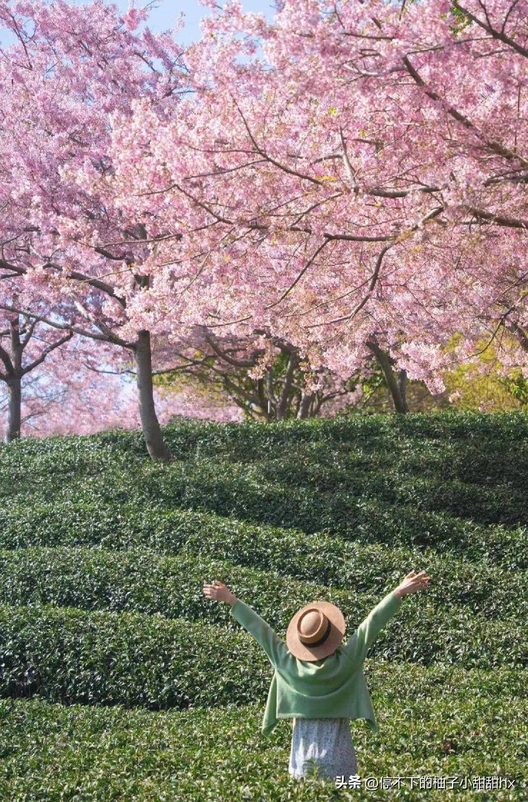 万亩樱花绽放惊艳国家地理比日本樱花壮观五倍赶快启程赏花吧