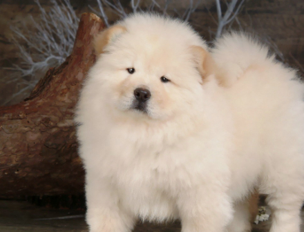 松狮犬是中国土生土长的古老犬种,但因这五大缺点而不受人待见_狗狗_