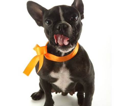 法国斗牛犬有一定突变性的侏儒症,所以它们易患椎间盘突出,脊柱裂,椎