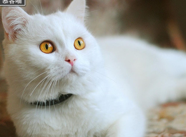 原创一只陪伴人类十多年的狮子猫咪生命最后时光平静得让人落泪