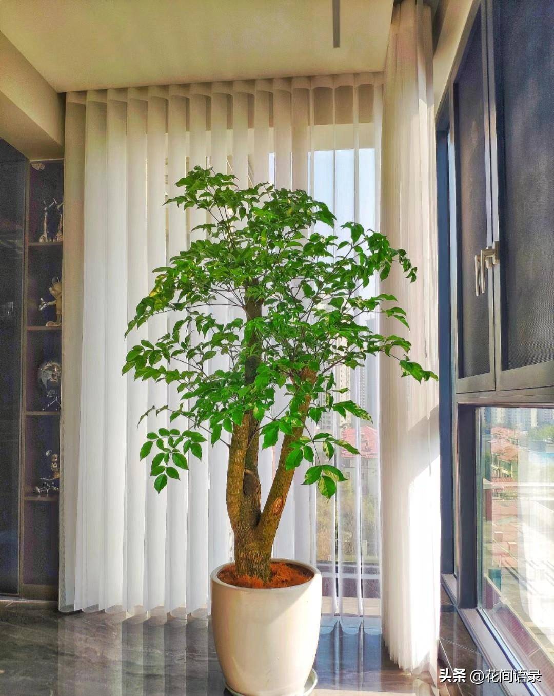 幸福树摆在家里又好看又有好意头