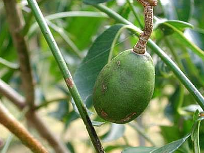 原创新鲜时没人摘地上烂掉却卖好价钱的野果南方人的我没吃过