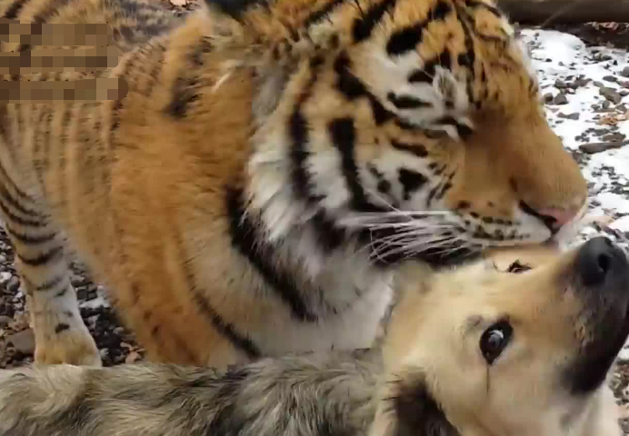 原创当老虎和狗成为了好朋友老虎你感动吗狗不敢动不敢动
