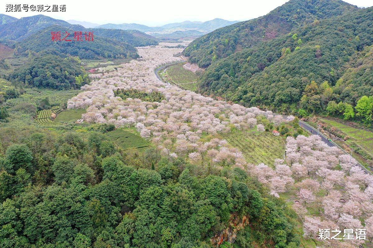 四明山大岚镇樱花图片