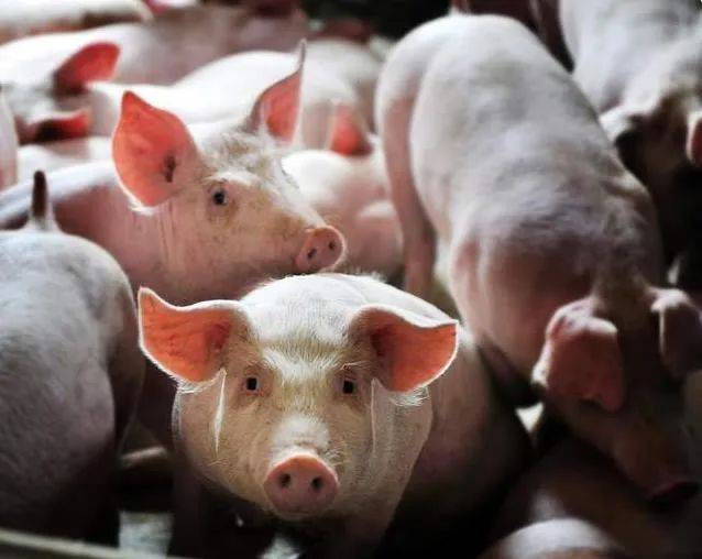 3月16日猪价跌入冰窟15地猛降何时才能反弹