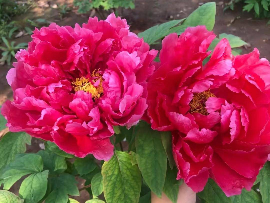 公认华丽大气的10种花盘点