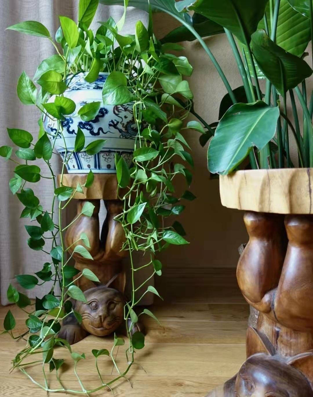 但因为绿萝喜阴且生命力旺盛,养在室内很容易疯长,本来光线不强的室内