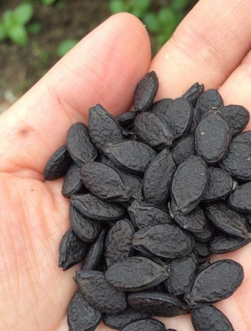 解毒通便,祛风化痰,润肌美容,通经络,行血脉,下乳汁等功效,其络,籽,藤