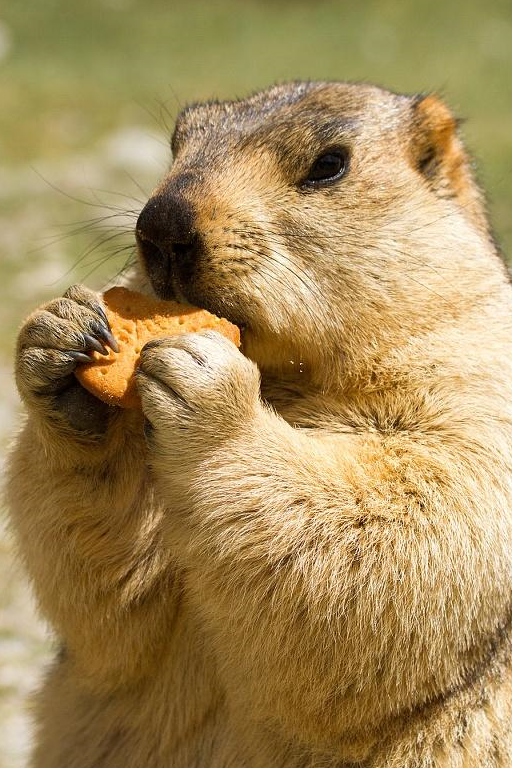 原创看这外国小朋友养的土拨鼠是否令你也想养一只特别的宠物呢