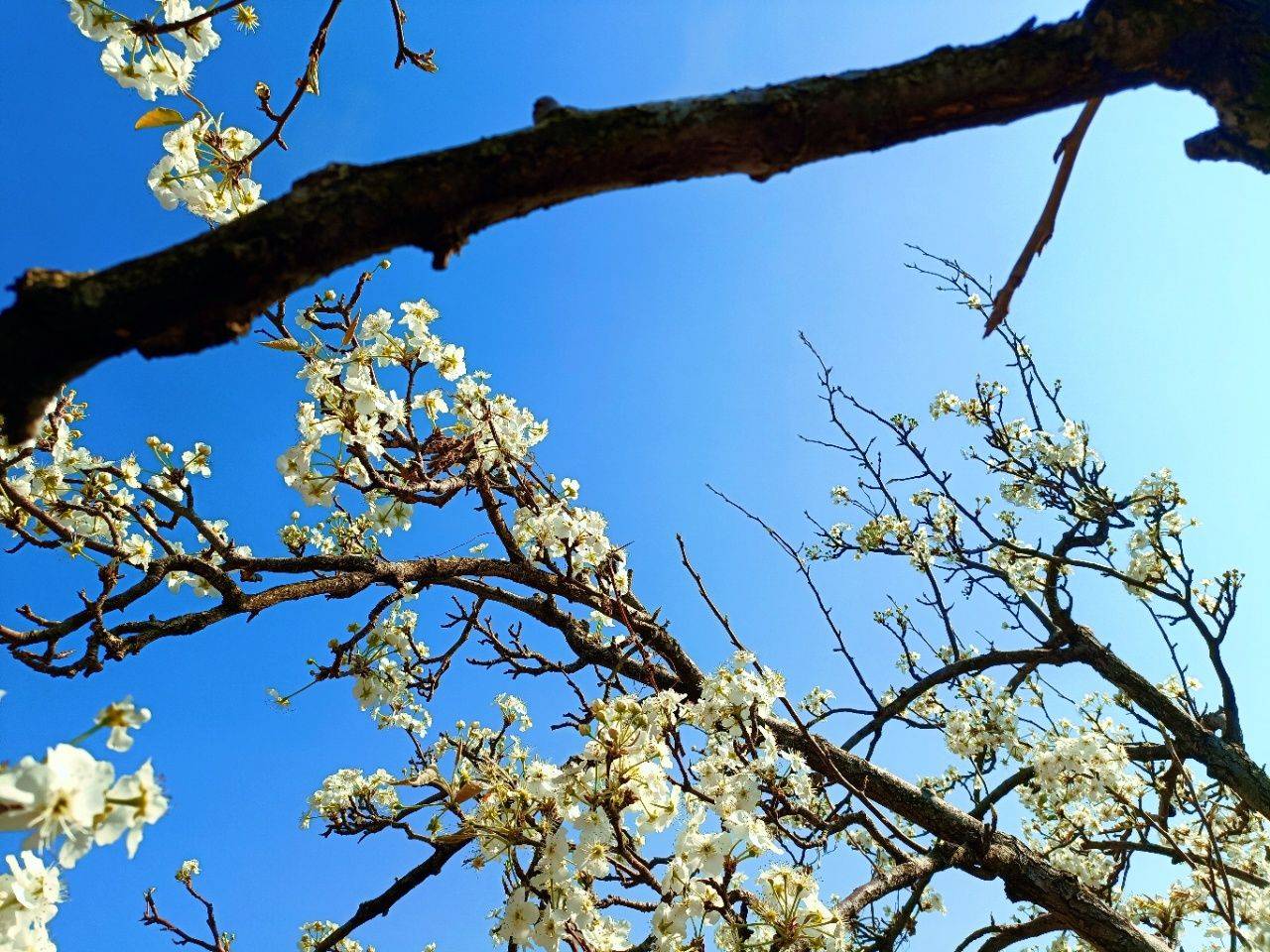【春日骑行探秘】呈贡万溪冲梨花节:一场轮上的风景盛宴_自然_寻找