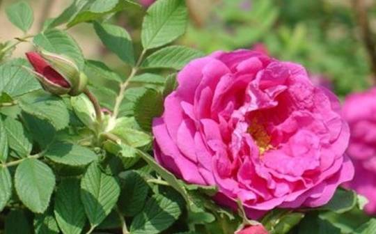 山药与玫瑰绝美搭配,健康还好吃!_食用_功效_的作用