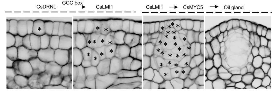 fruitres编委华中农大邓秀新张飞团队破解柑橘油胞发育之迷