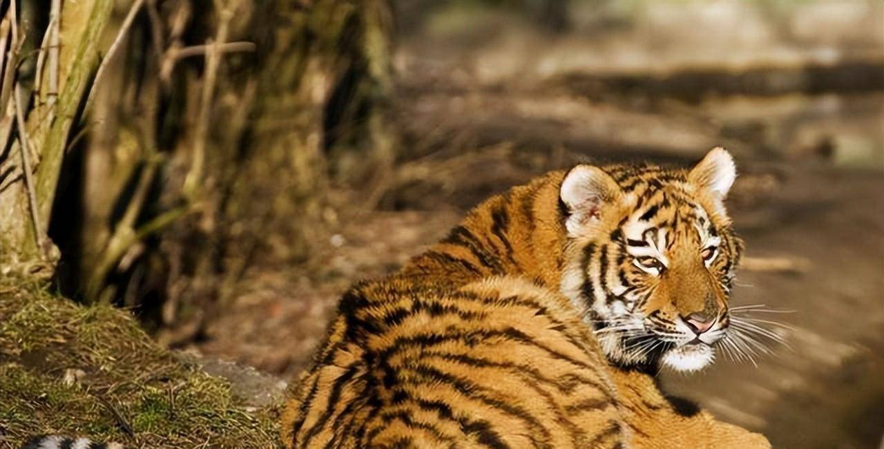 原创70年前100多只华南虎围住湖南一村庄目的是为给小老虎复仇