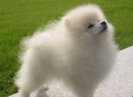 原创软萌博美很讨人喜欢但是真正养的人不多这五大缺点真是很难忍