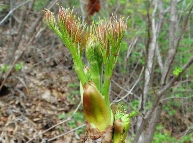 分享20种常见的野菜春季不要错过天然的美味应季还鲜嫩