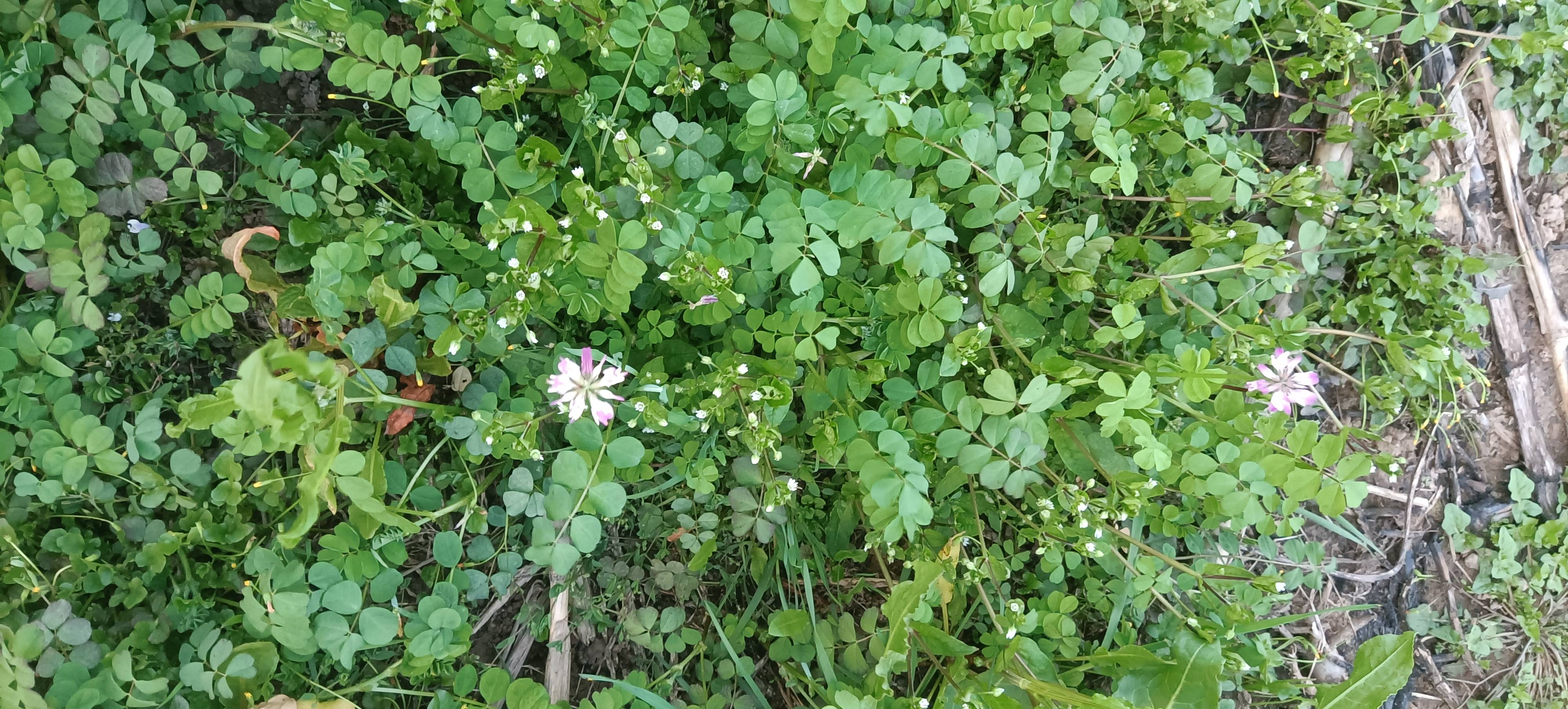 紫云英种植生长周期