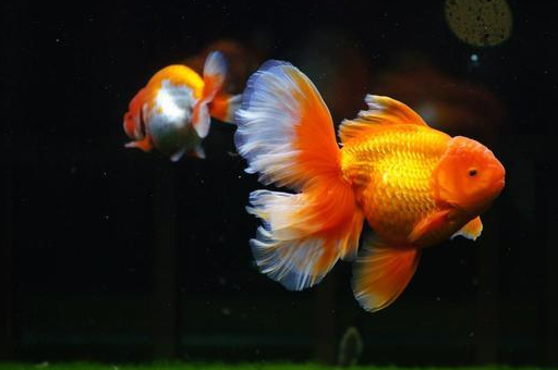 金鱼生长速度图片