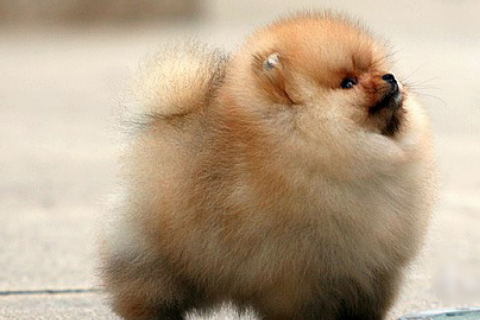 小型德国狐狸犬价钱图片