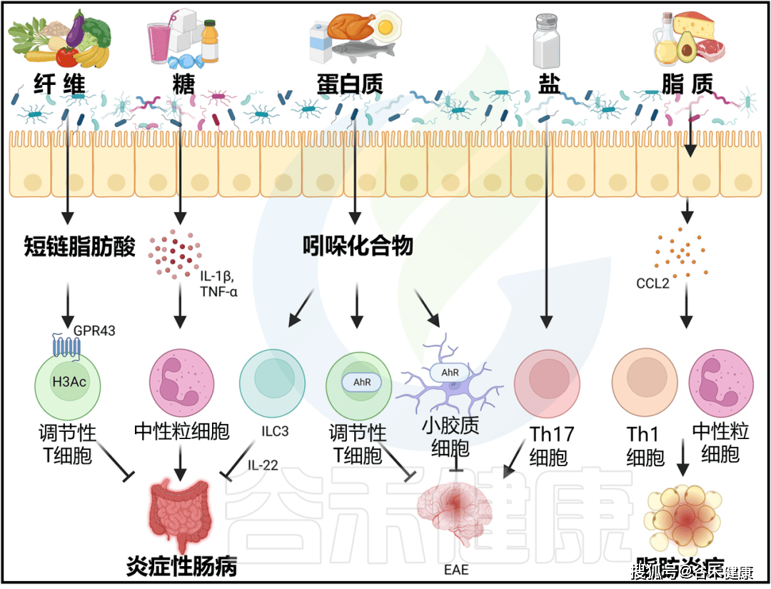 营养调控微生物及代谢产物:对免疫和炎症的影响_饮食_包括_肠道