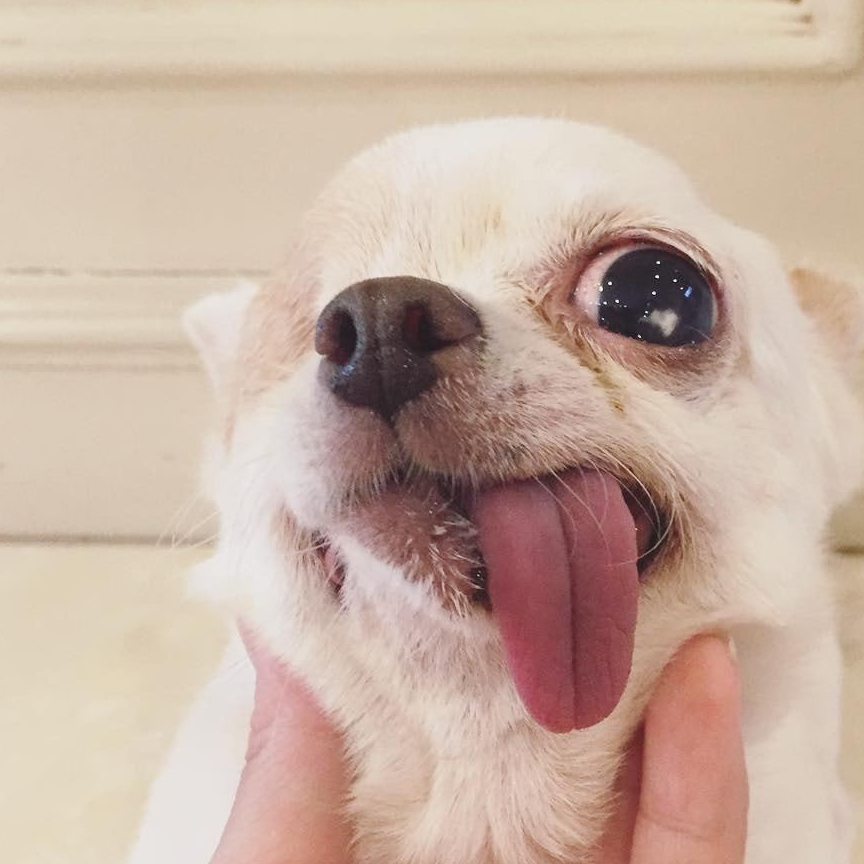 独眼吉娃娃曾被嫌弃今获新主人疼爱喜欢伸舌卖萌释放正能量