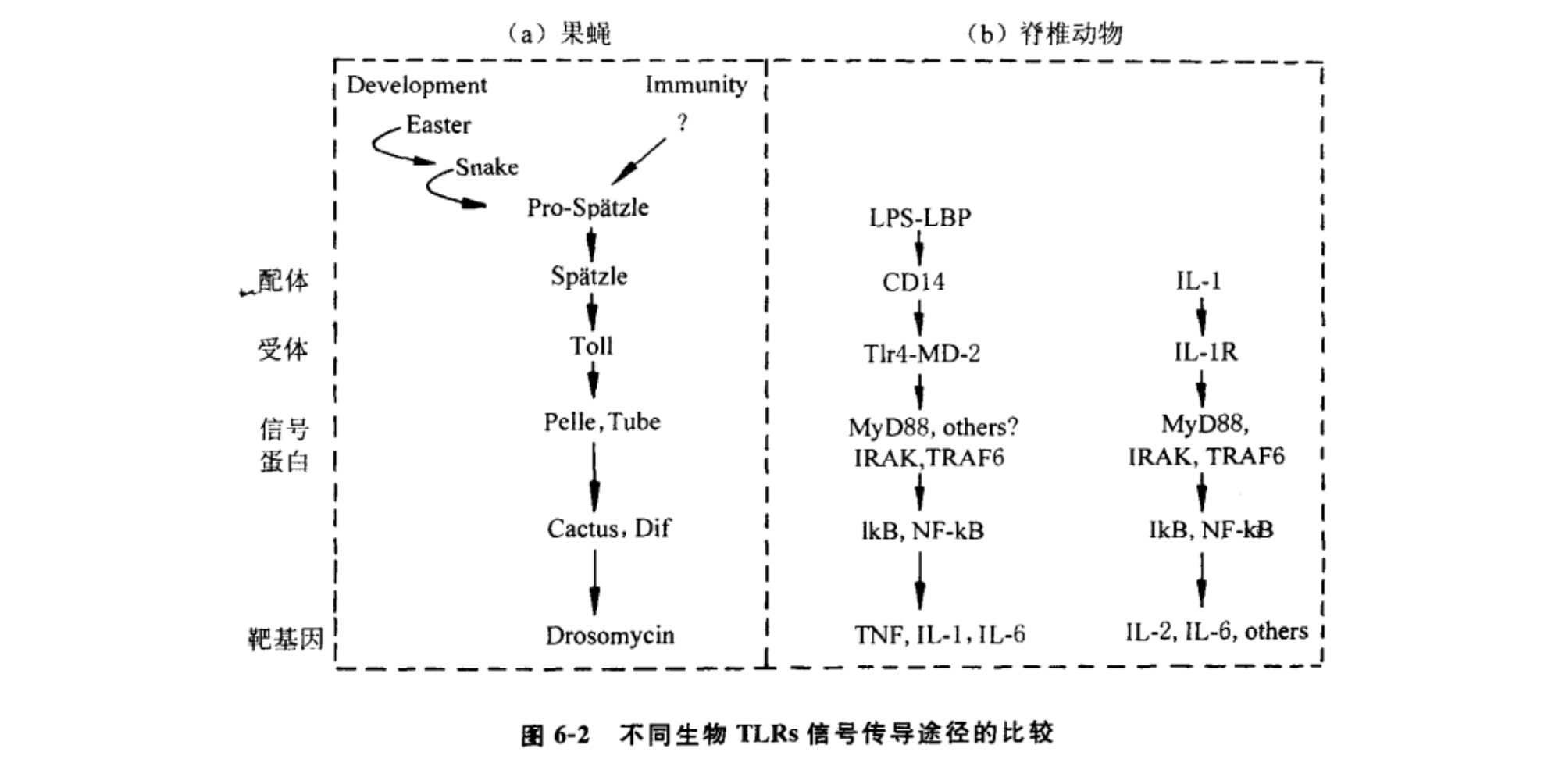 toll信号传递途径与myd88的关系