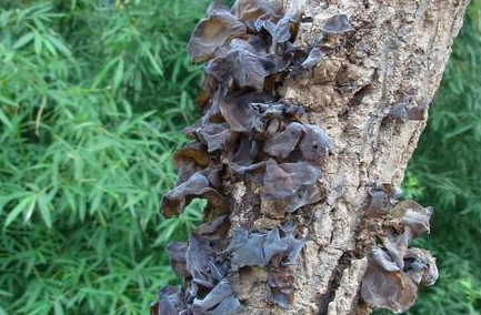 黑木耳_功效_作用