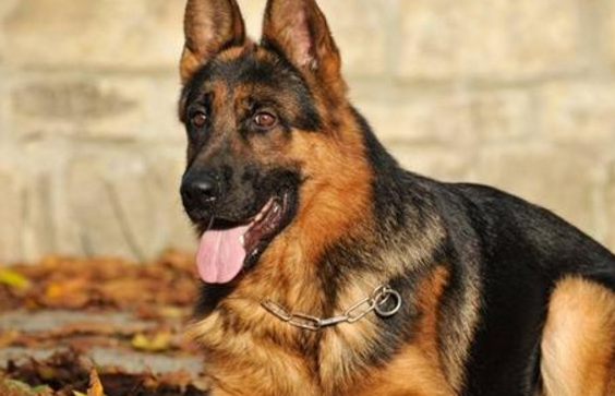 原创全世界5种最忠诚的狗中华田园犬排第二第一很多人都需要它