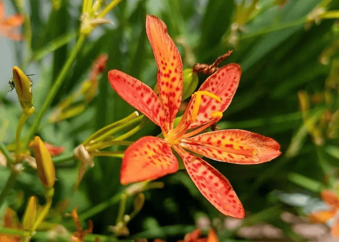 万物有灵翩翩魅惑不可贪射干