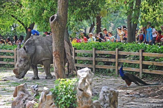 重庆两个动物园哪个好玩重庆动物园路线攻略