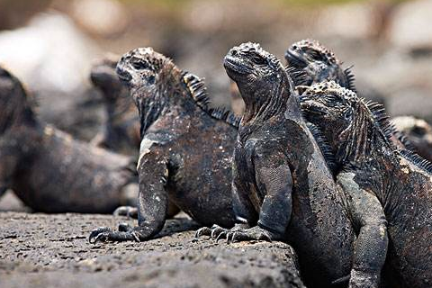 原创动物趣闻盘点全球10大怪异的蜥蜴有些体型庞大有些奇形怪状